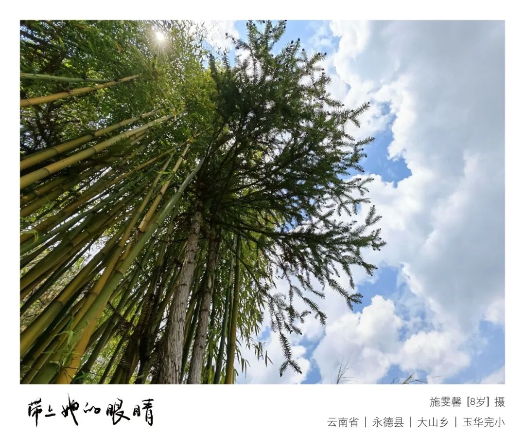 古茶树般的孩子