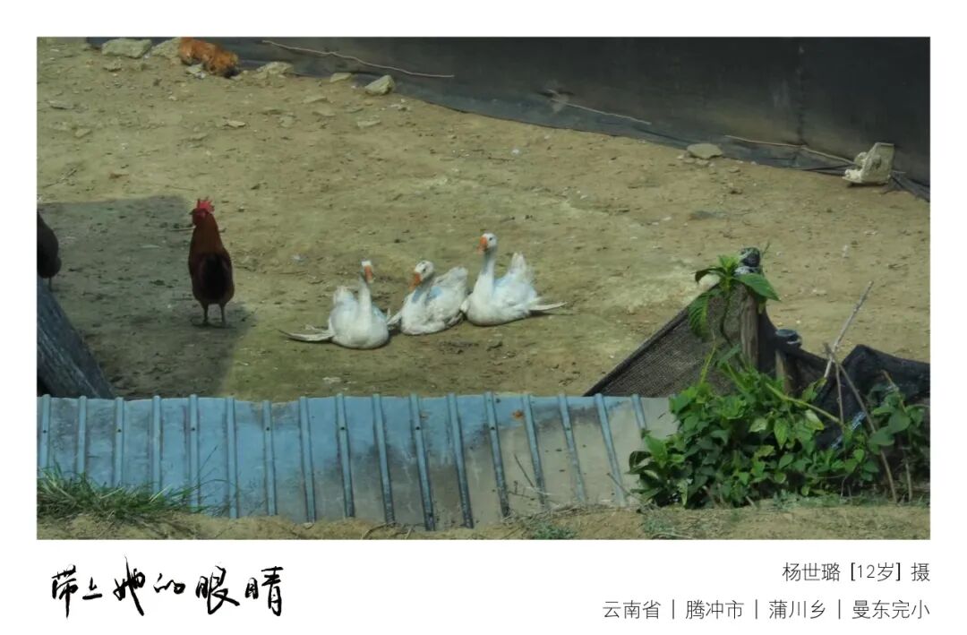 向阳生长